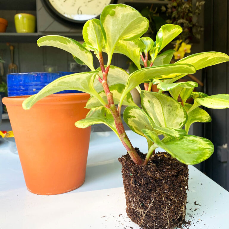 Repotting Peperomia Obtusifolia:  3 Simple Steps (w/ photos)