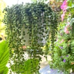 12 Amazing "String of..." Plants to Add to Your Collection featured-string-of-pearls-2