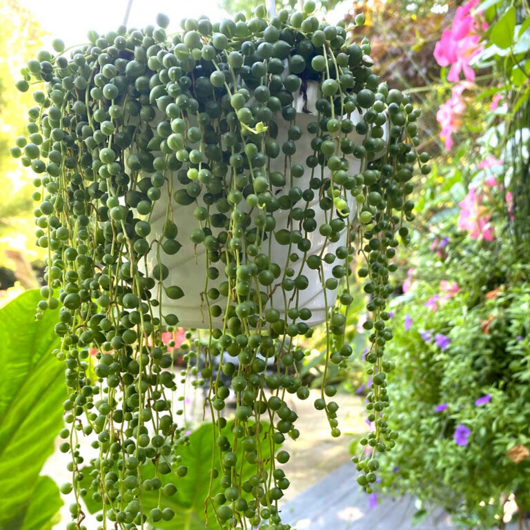 12 Amazing "String of..." Plants to Add to Your Collection