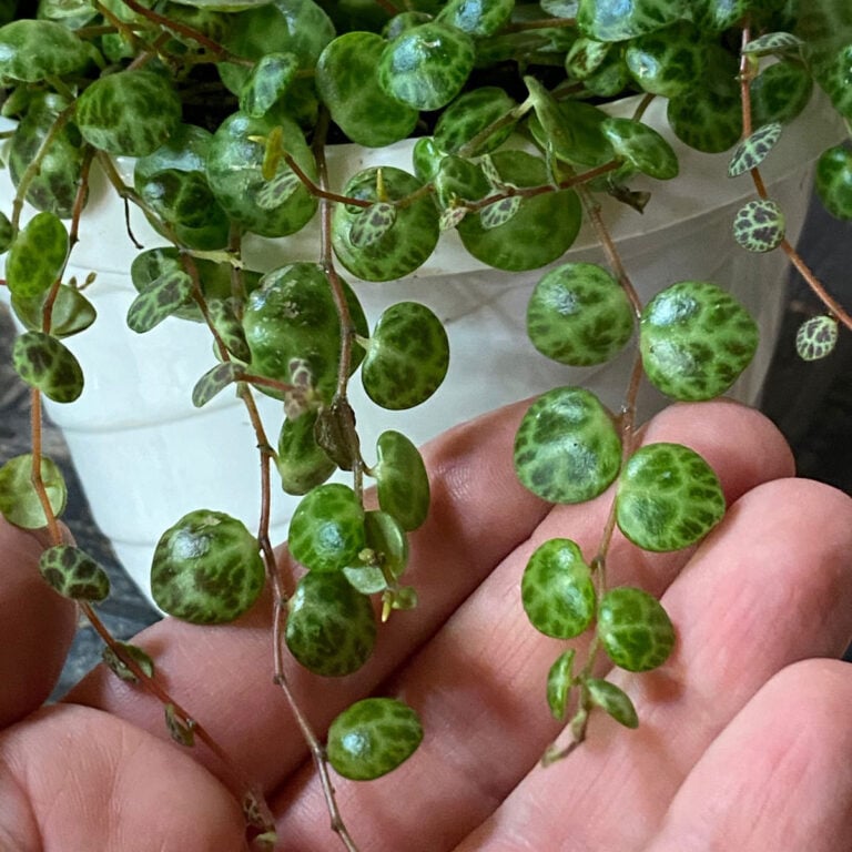 String of Turtles: 7 Crucial Care Tips (Peperomia Prostrata)