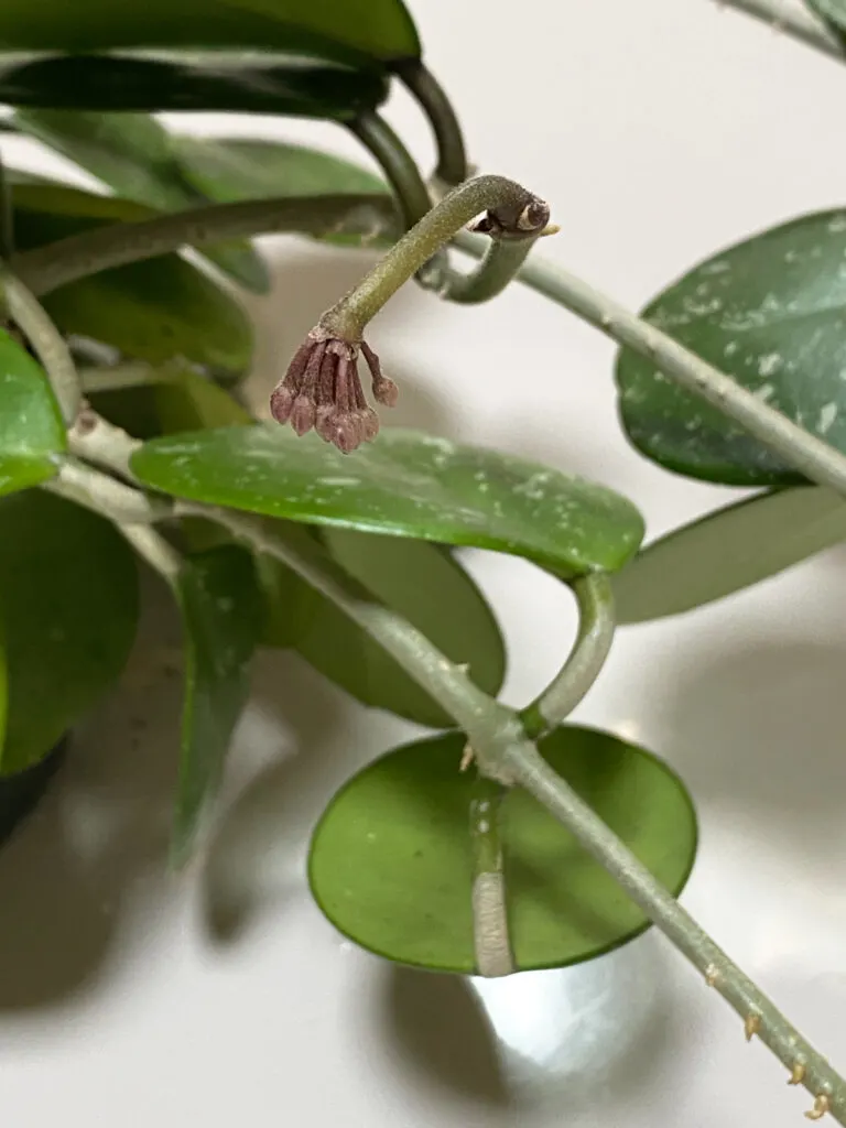 hoya-obovata-flowers