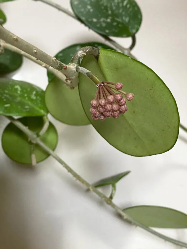 hoya-obovata-flowers