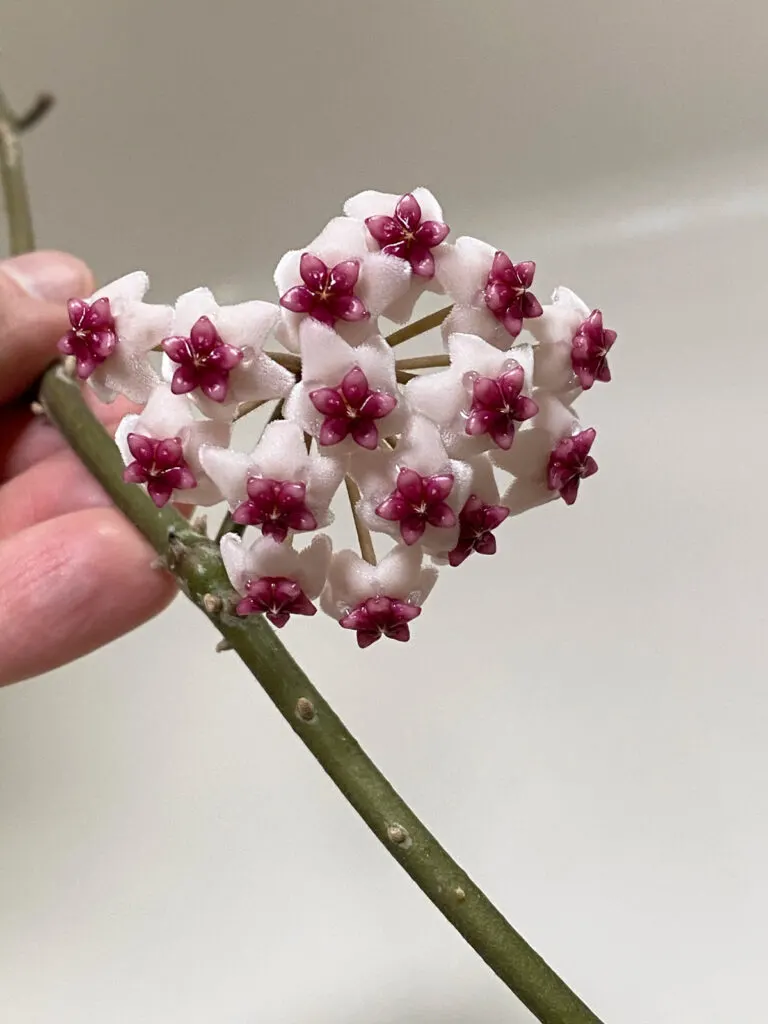 hoya-obovata-flowers