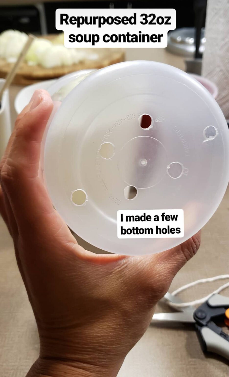 Growing Houseplants in LECA Useful Tips to Get You Started