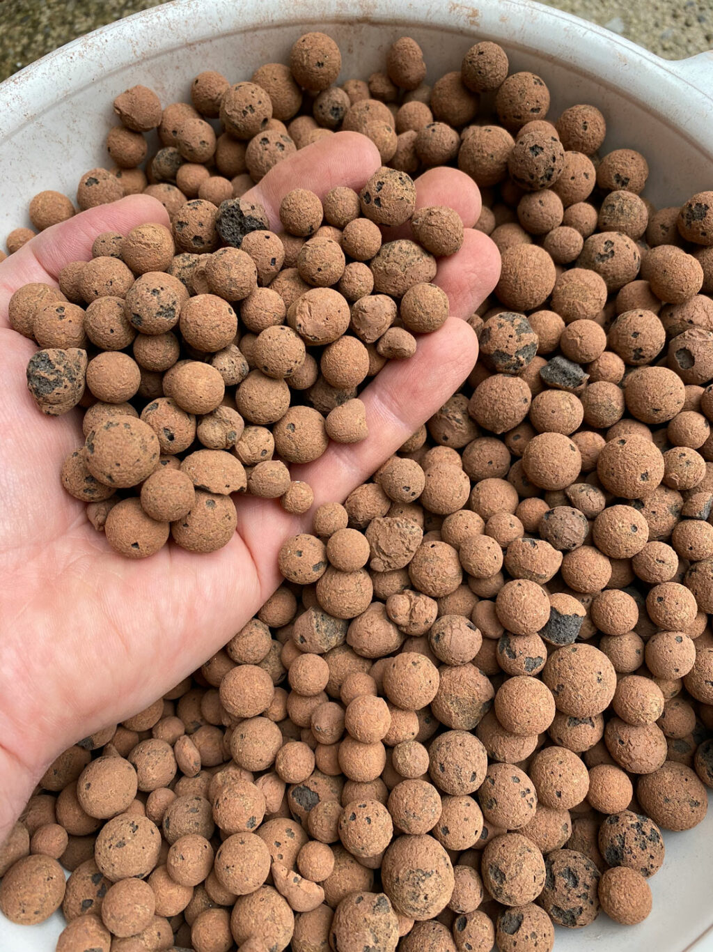 Growing Houseplants in LECA Useful Tips to Get You Started