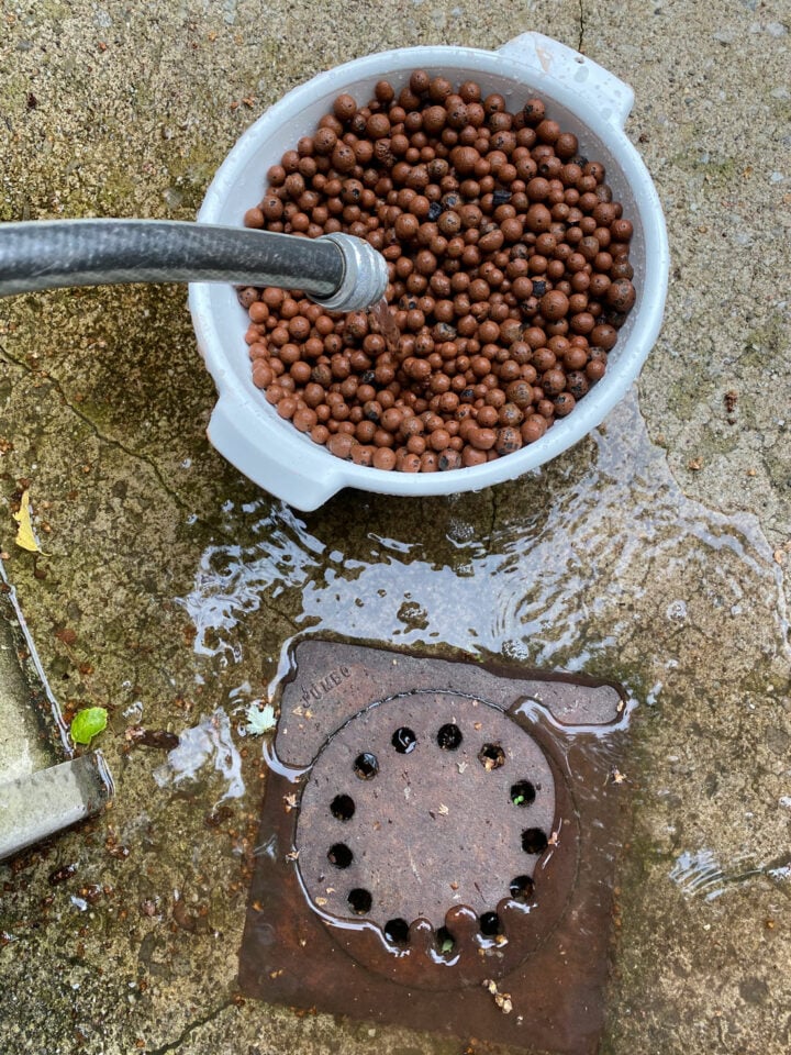 GROWING ORCHIDS IN LECA & WATER 5 STEPS FOR A GREAT SETUP