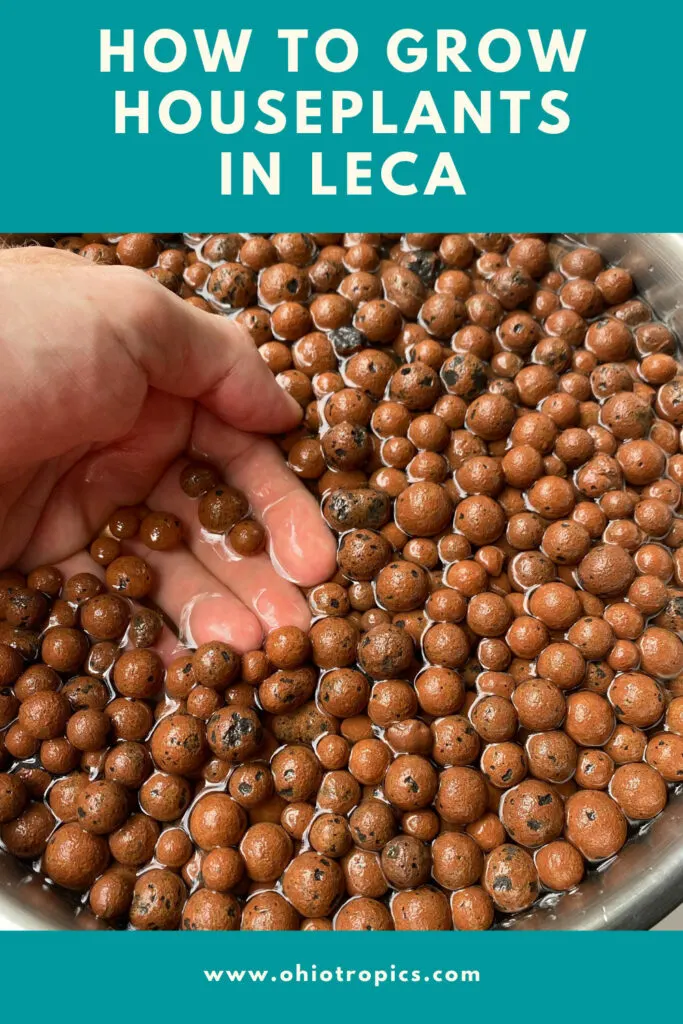 How to Use LECA (expanded clay pebbles) to repot your house plants 