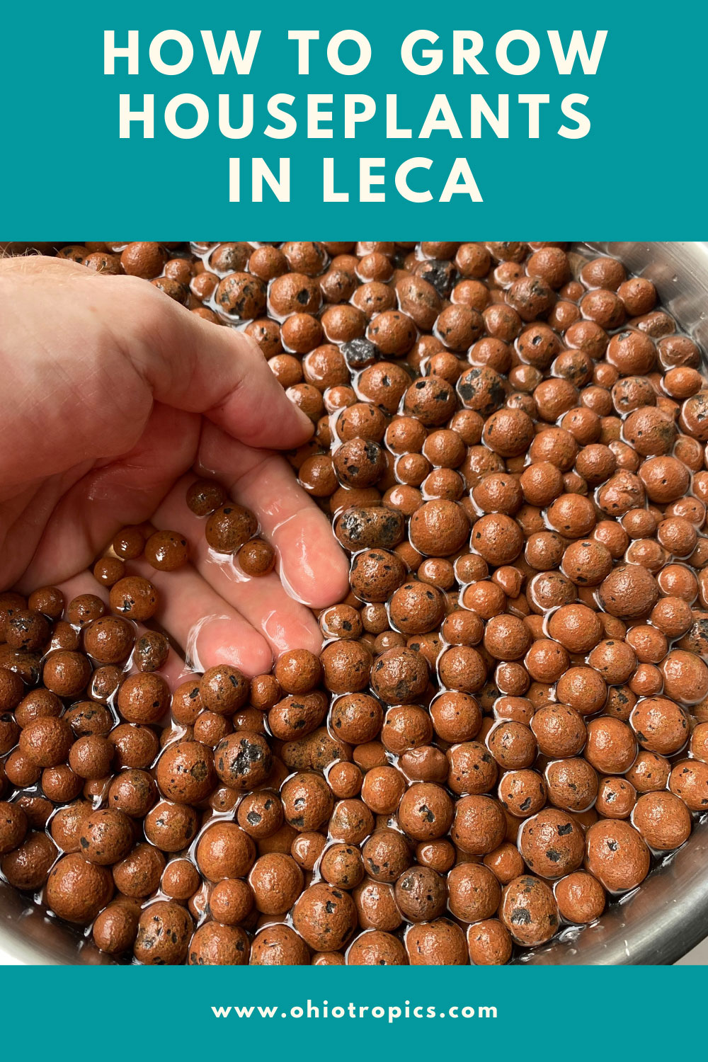 Growing Houseplants in LECA Useful Tips to Get You Started