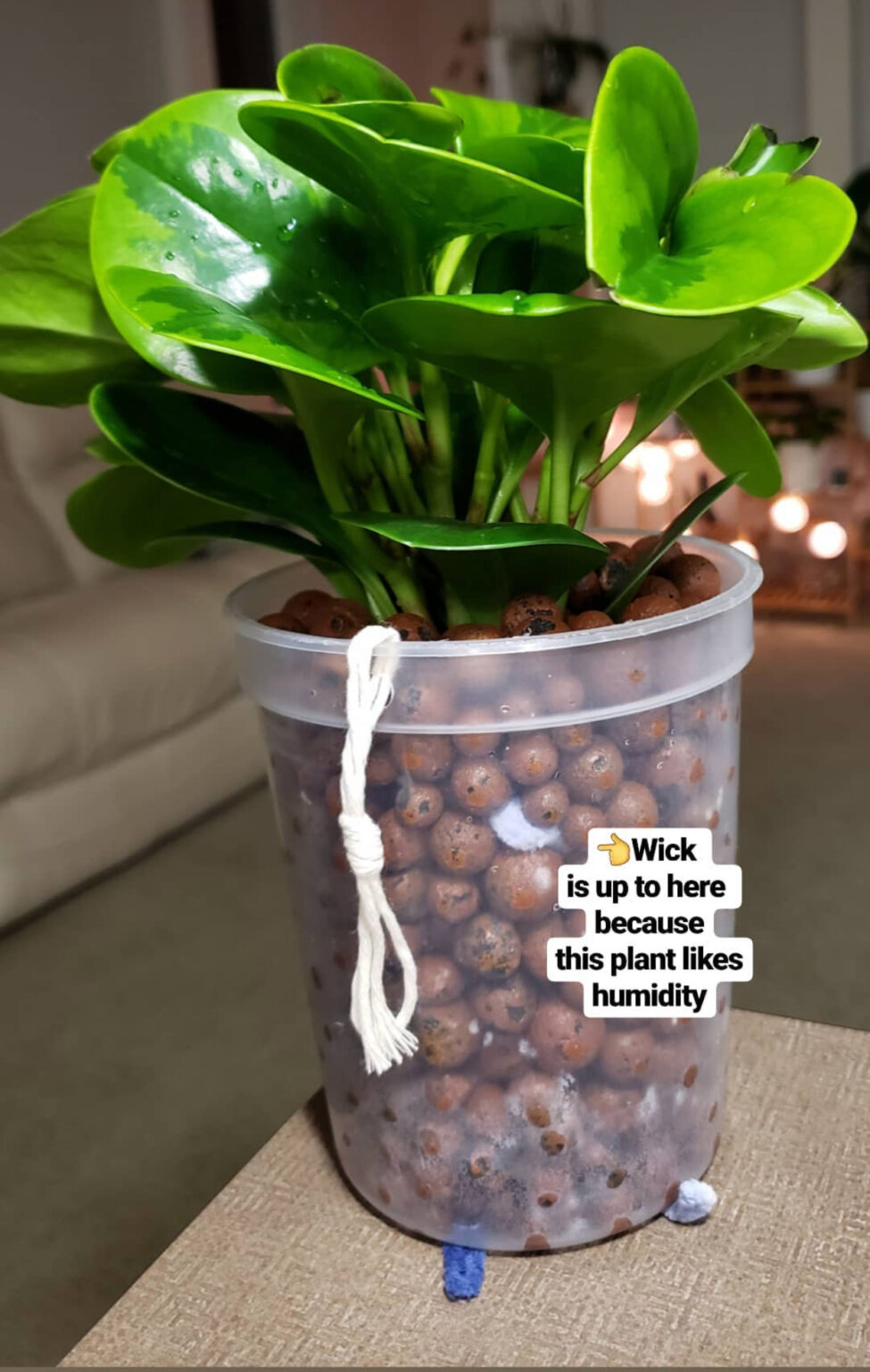 Growing Houseplants in LECA Useful Tips to Get You Started