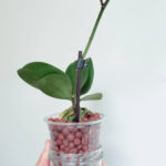 Growing Houseplants in LECA: Useful Tips to Get You Started leca-orchid