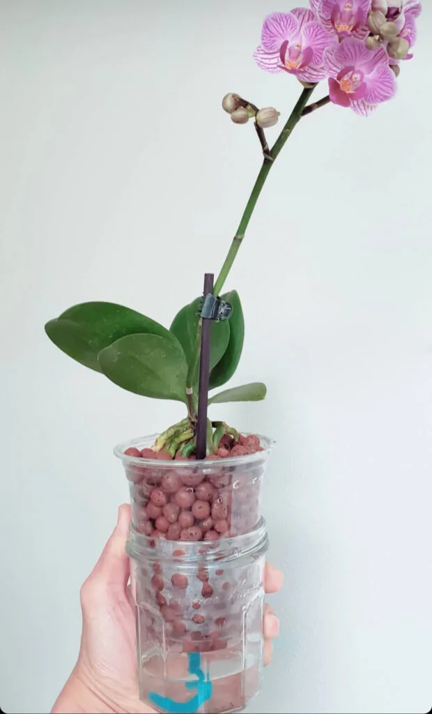 leca-orchid