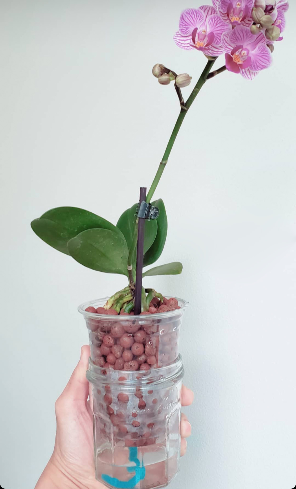 How To Grow Houseplants In LECA (& Why You Might Not Want To)