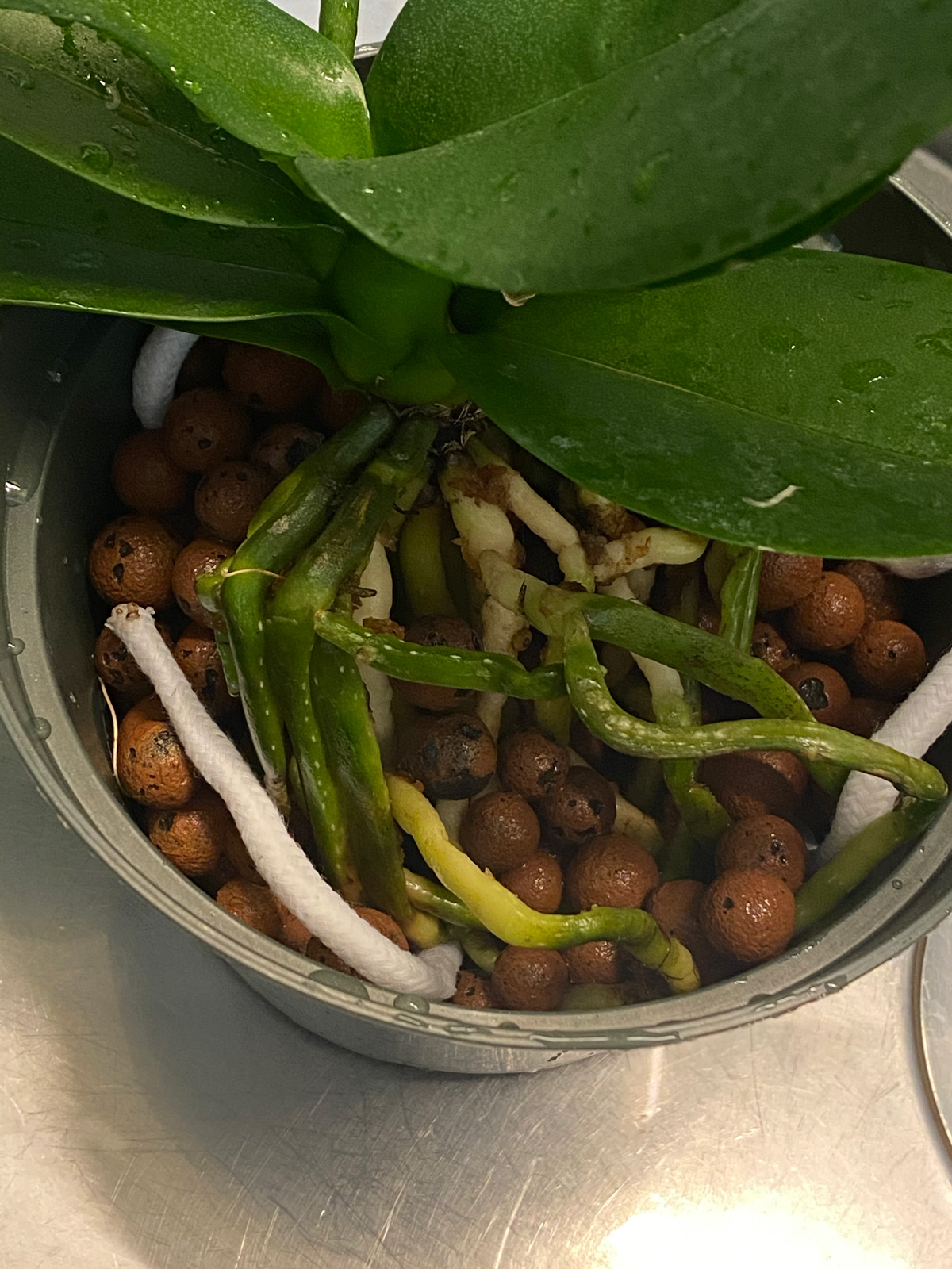 GROWING ORCHIDS IN LECA & WATER 5 STEPS FOR A GREAT SETUP