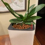 GROWING ORCHIDS IN LECA & WATER: 5 STEPS FOR A GREAT SET-UP orchids-in-leca