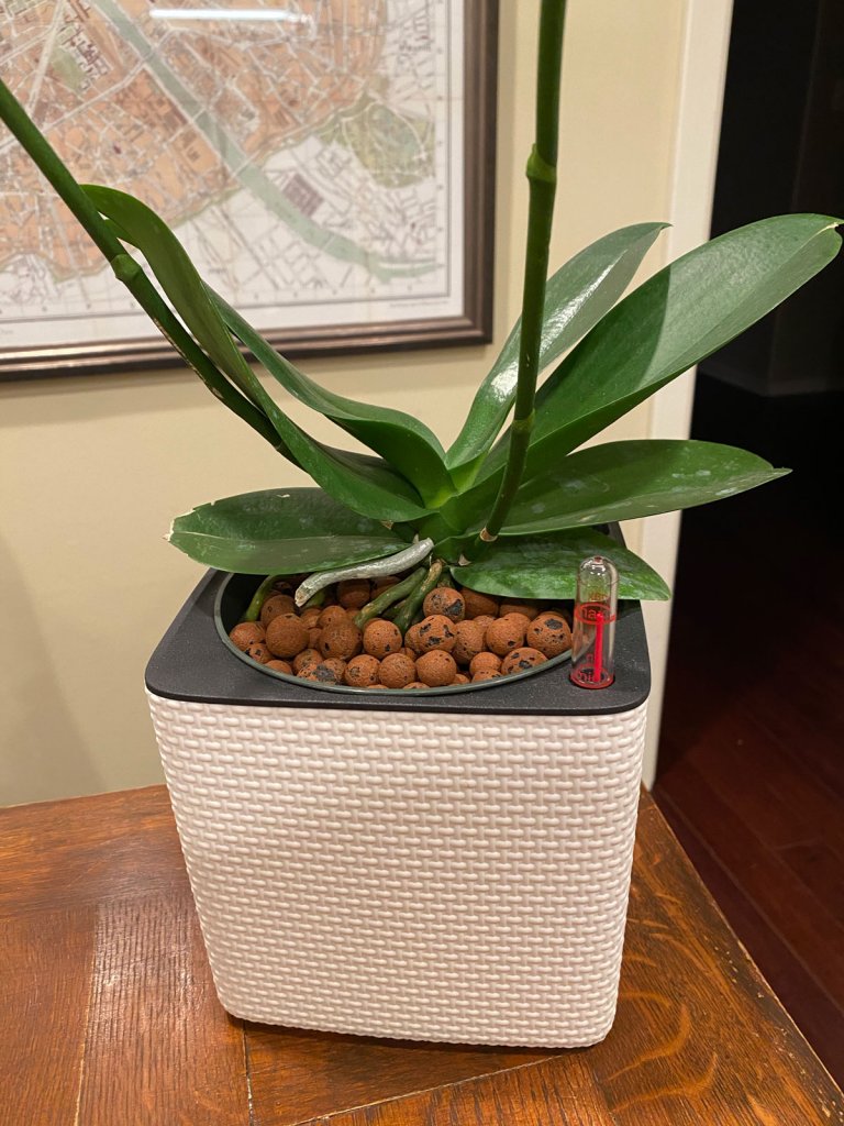 orchids-in-leca