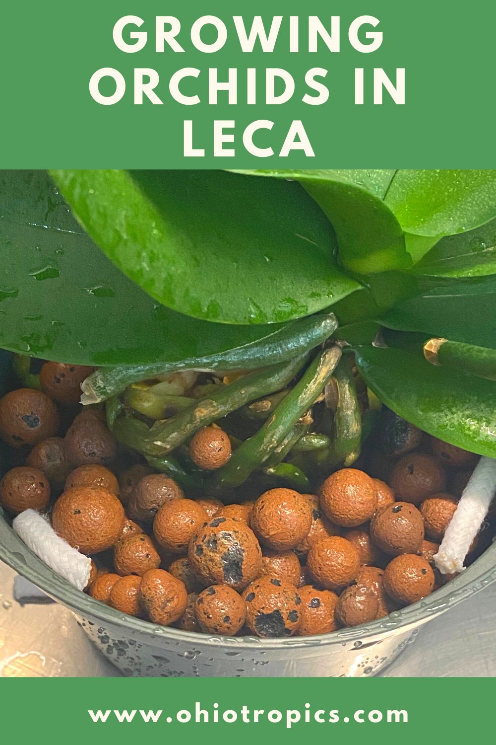 GROWING ORCHIDS IN LECA & WATER 5 STEPS FOR A GREAT SETUP