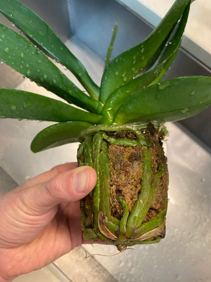 GROWING ORCHIDS IN LECA & WATER 5 STEPS FOR A GREAT SETUP