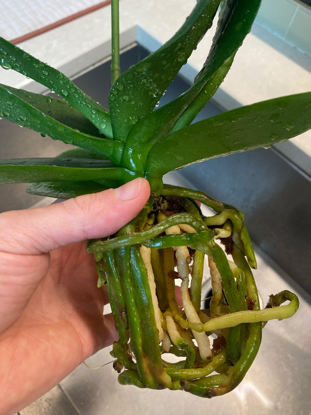 GROWING ORCHIDS IN LECA & WATER 5 STEPS FOR A GREAT SETUP