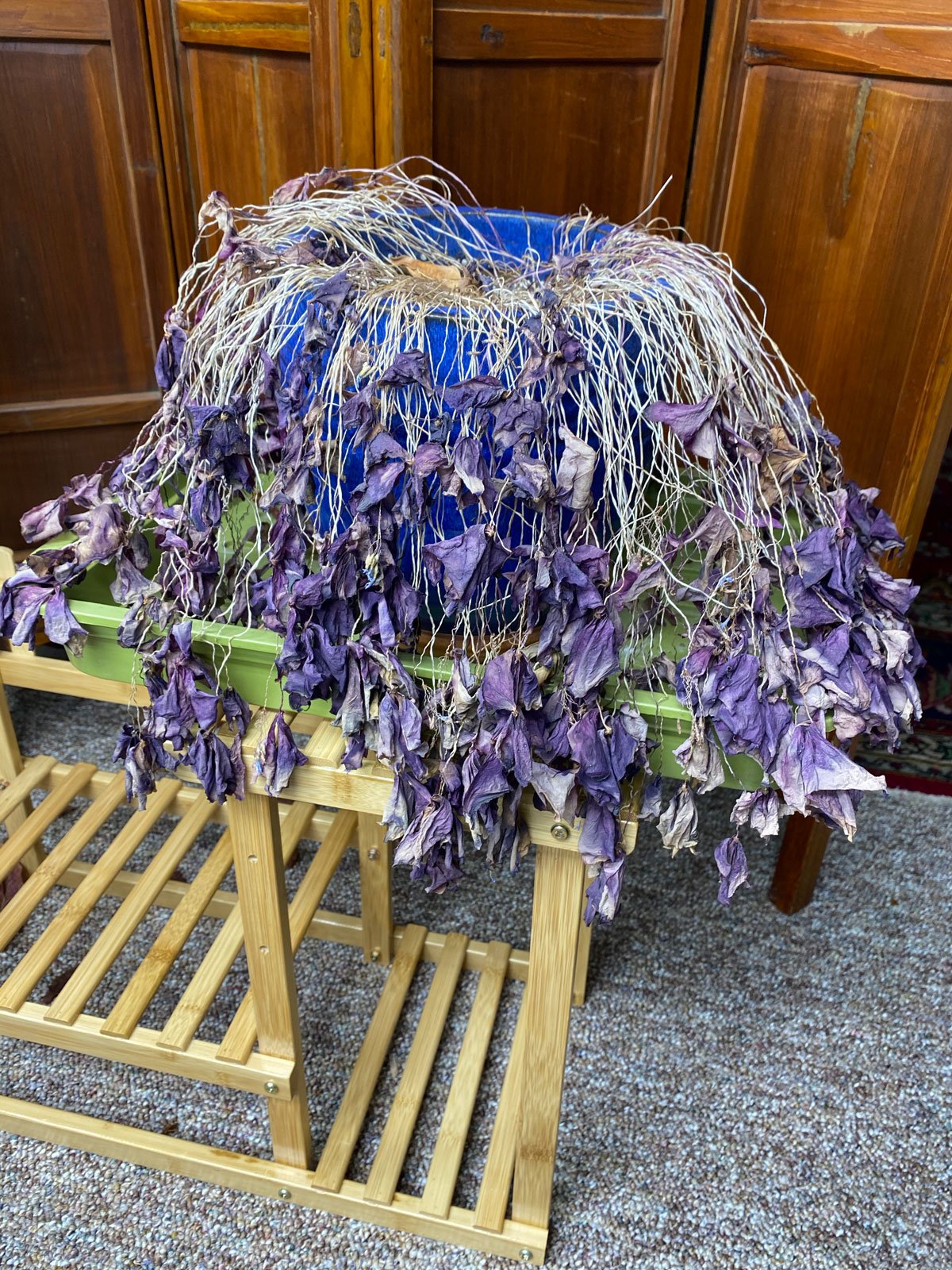 How to Plant Oxalis Bulbs (Corms) Easy Guide With Photos