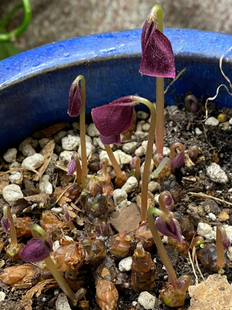 Oxalis triangularis (Oxalis pourpre)