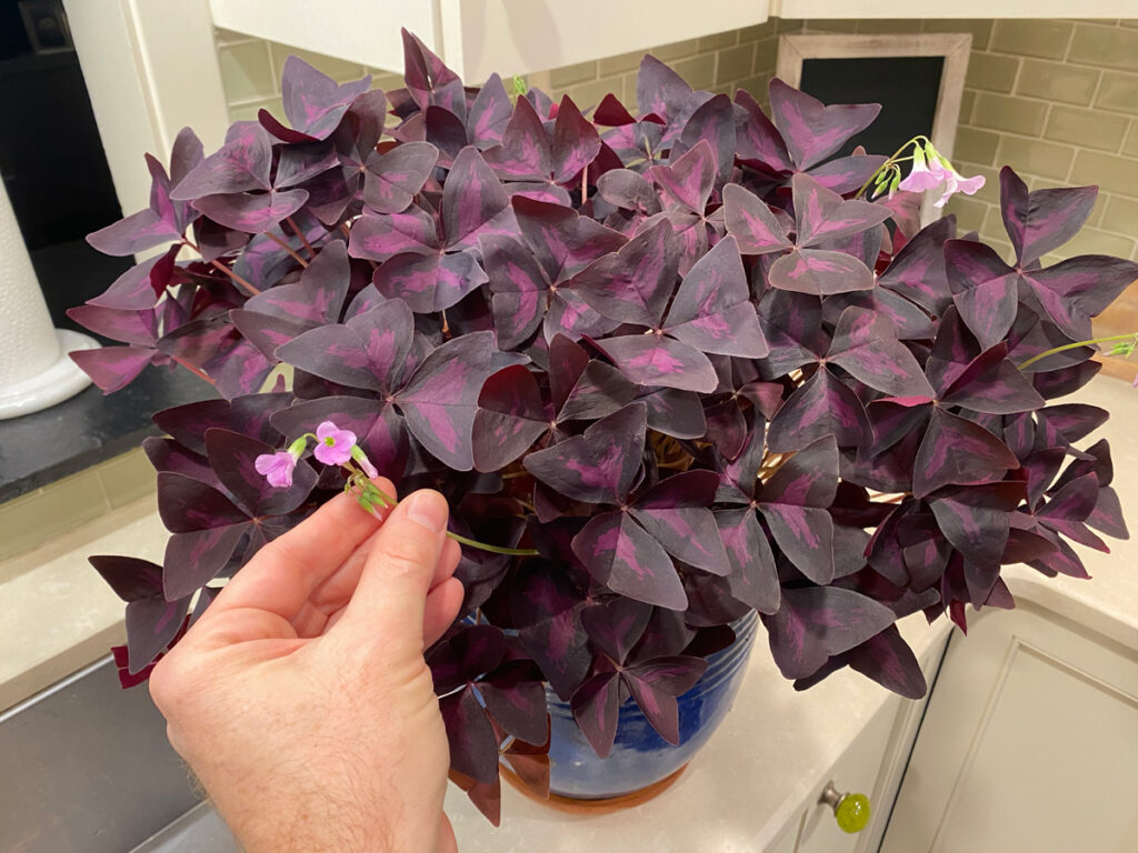 16 Purple Shamrock Bulbs – Oxalis Triangularis – Lucky Flowers For Planting – Indoor/Outdoor