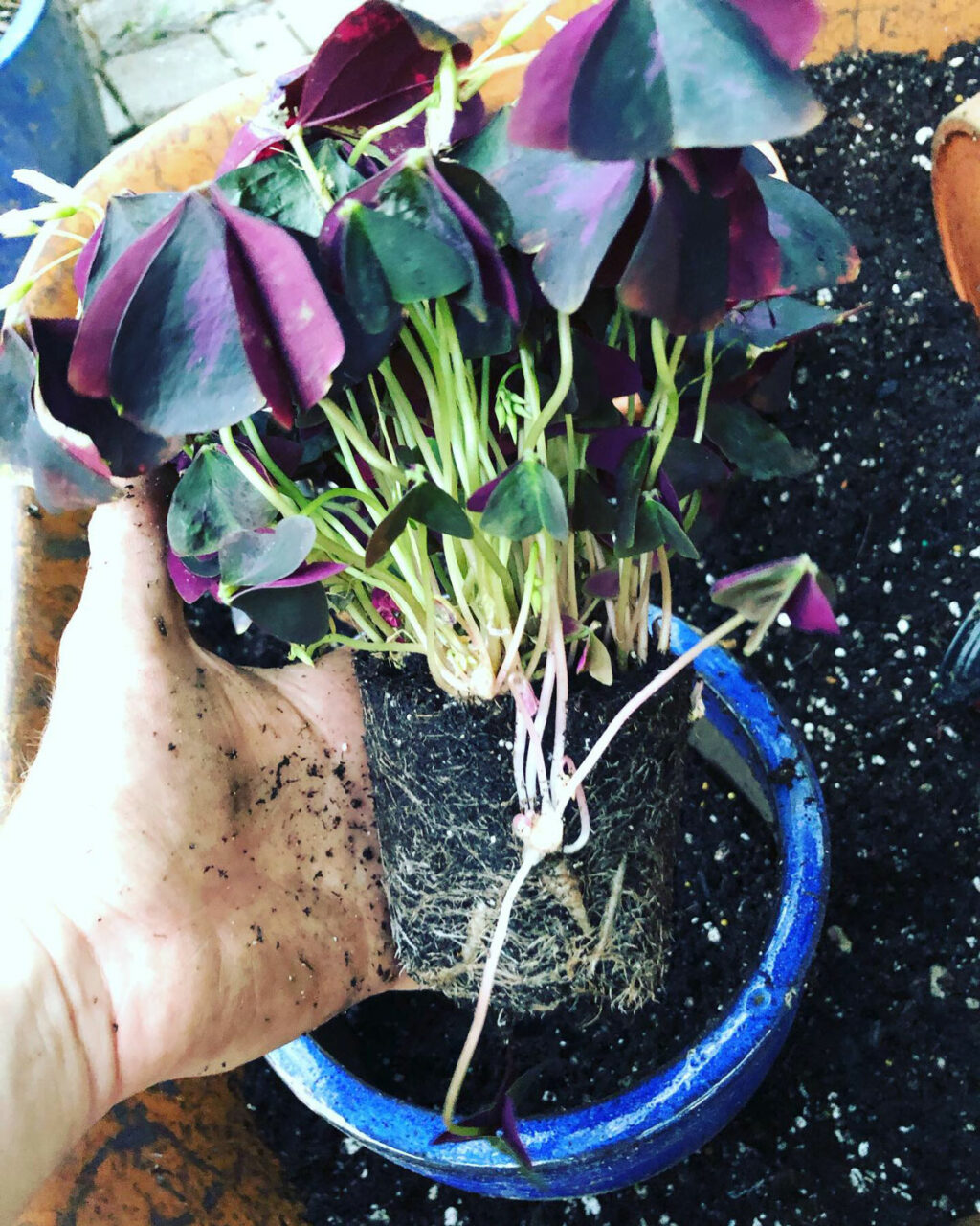 Beginner's Guide to Growing Oxalis Triangularis
