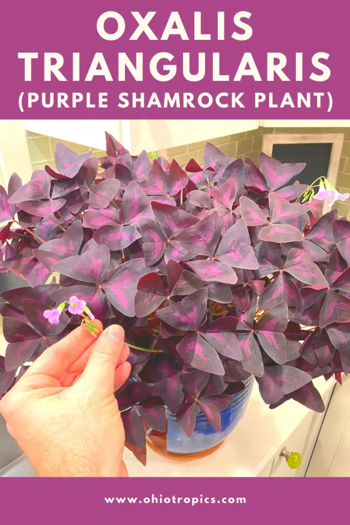5 Bulbs Oxalis Triangularis Purple Shamrock Plant