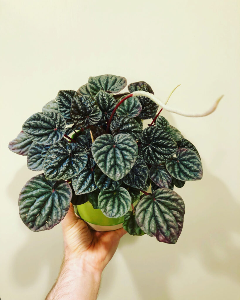 peperomia-caperata-care