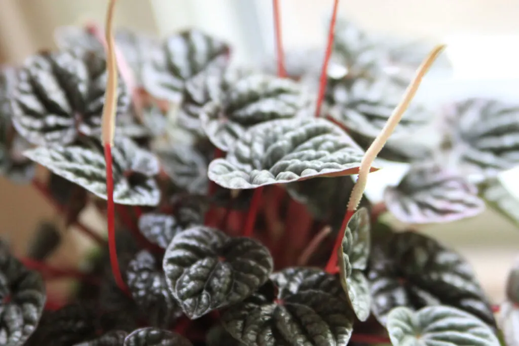 peperomia-caperata-care