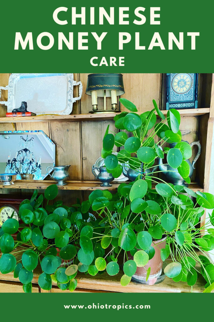 Caring for Pilea (Chinese Money Plant) - A Beautiful Mess