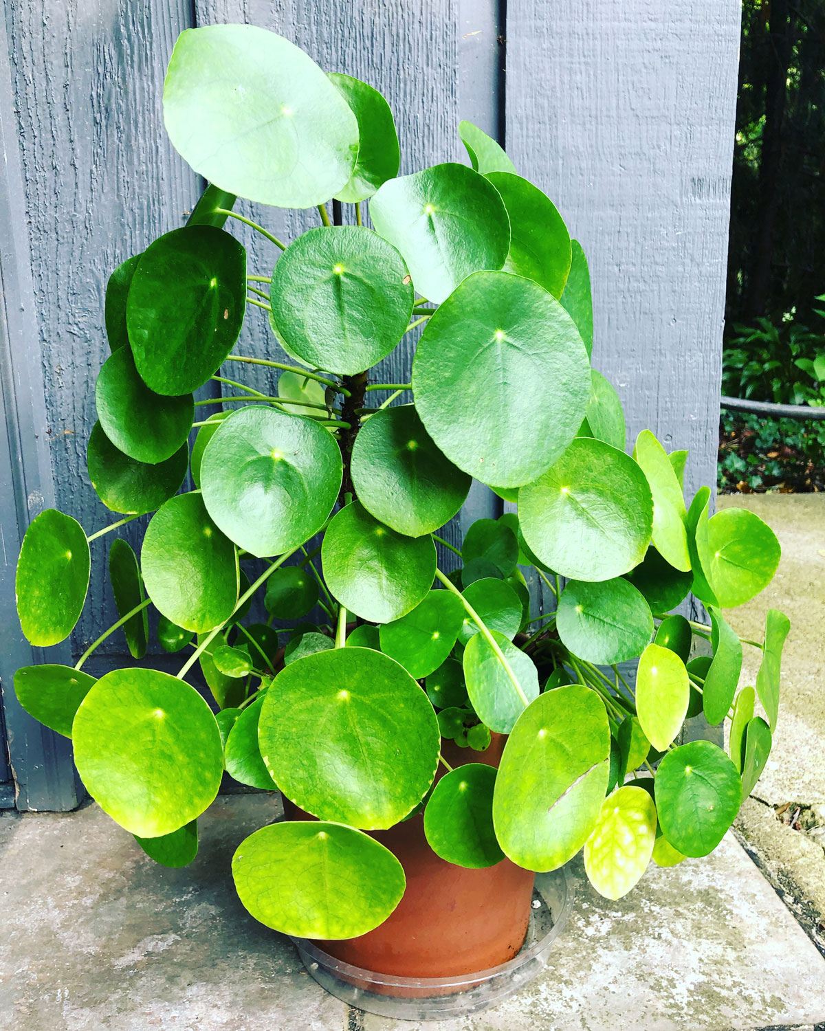 Chinese Money Plant Care - 5 Secrets (Pilea Peperomioides)