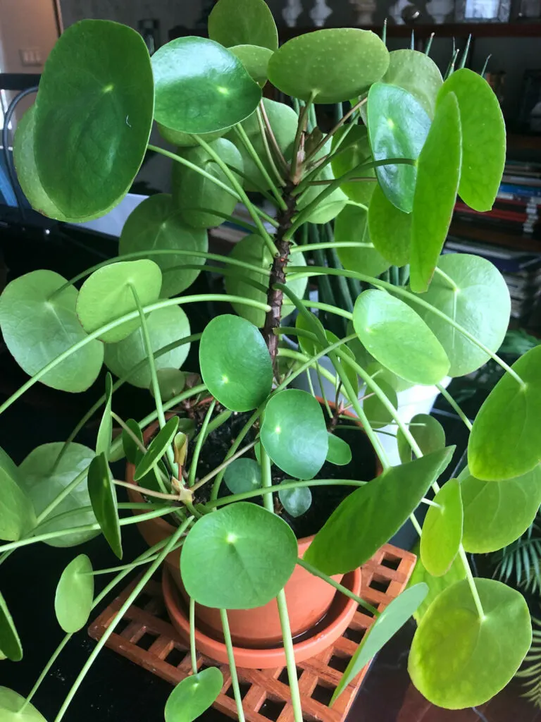 pilea-peperomioides-care