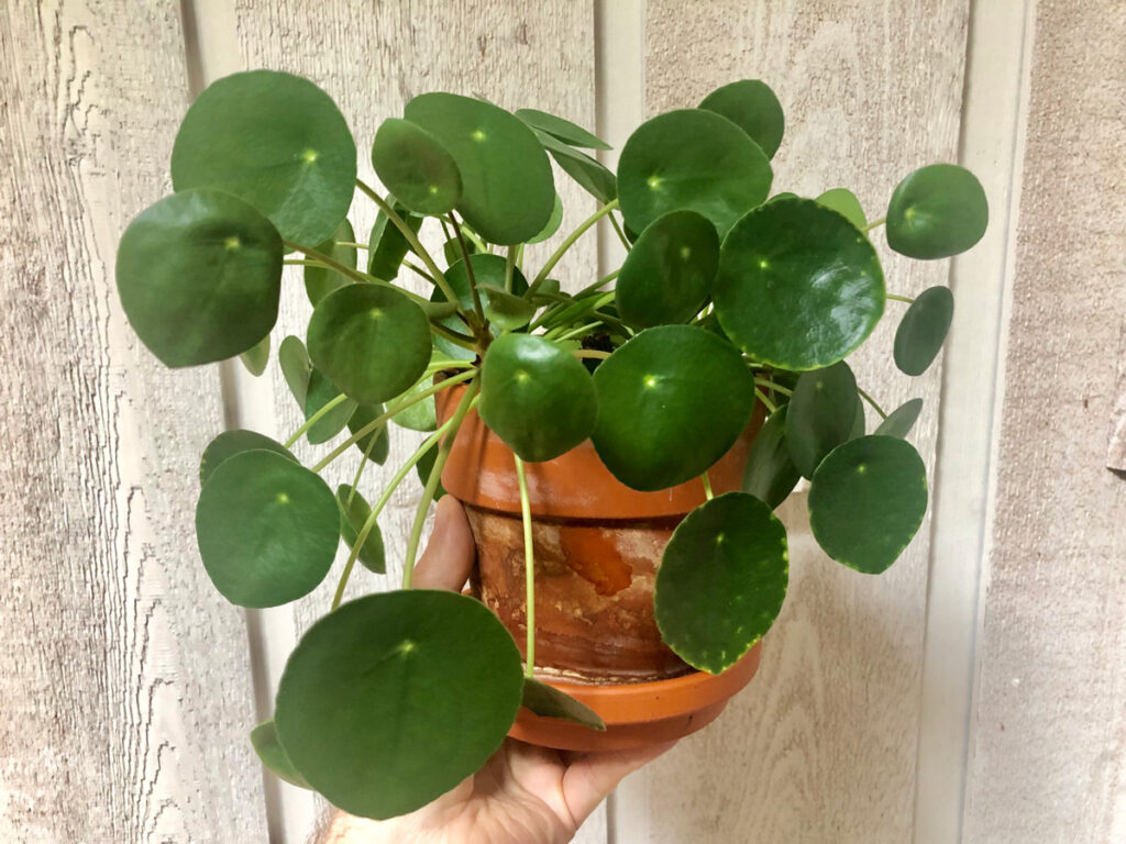 pilea-peperomioides-care