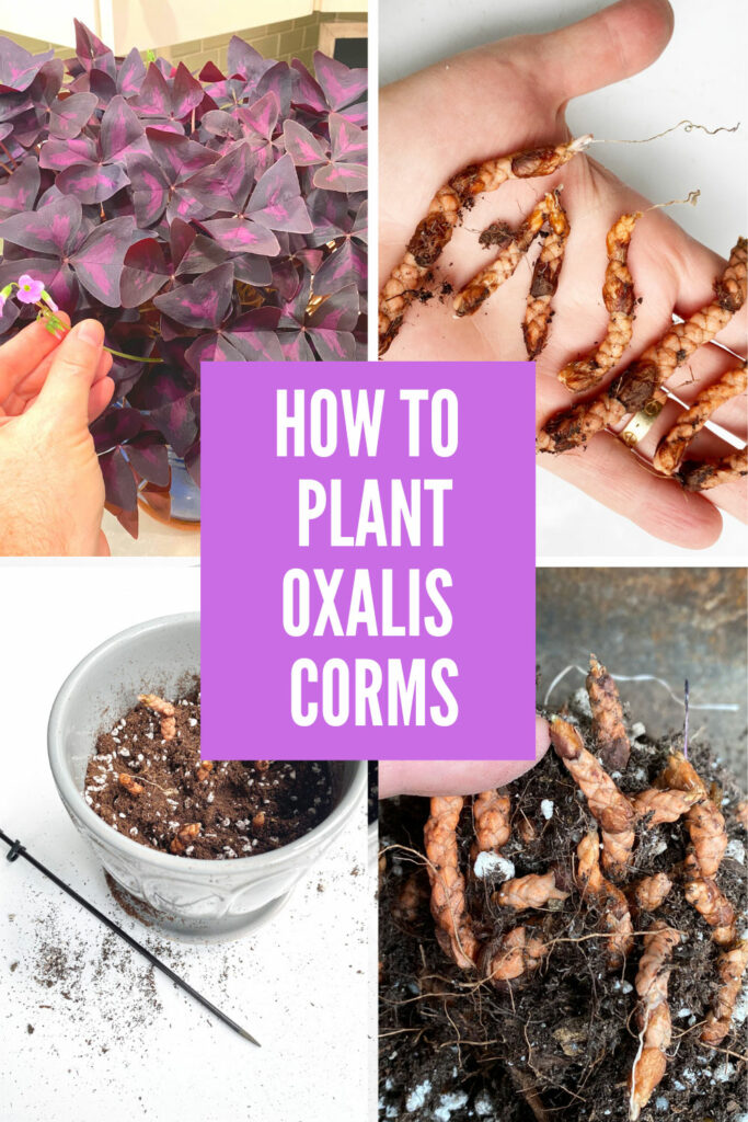 Purple Shamrock Bulbs | Organic Oxalis Triangularis Seeds