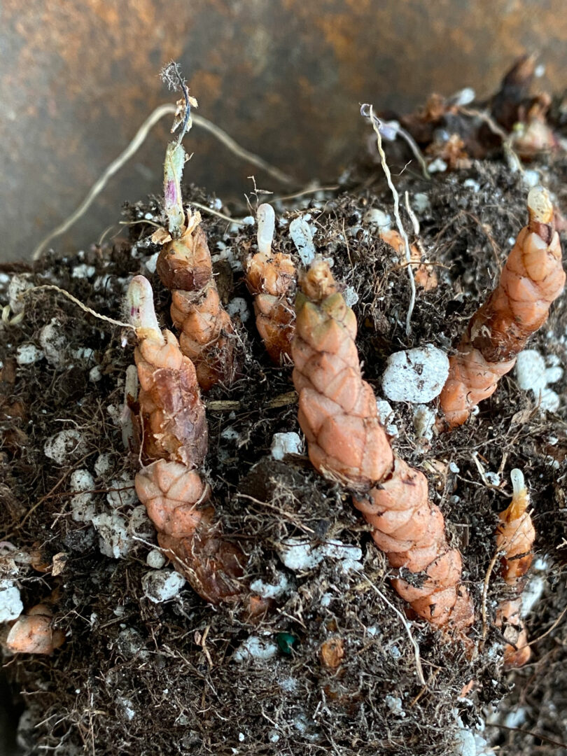 How to Plant Oxalis Bulbs (Corms) Easy Guide With Photos