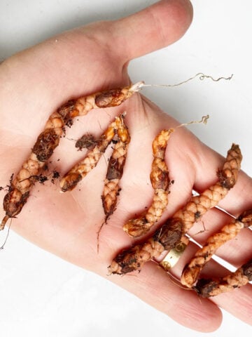 planting-oxalis-corms-bulbs