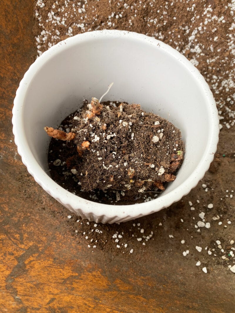 How to Plant Oxalis Bulbs (Corms) Easy Guide With Photos