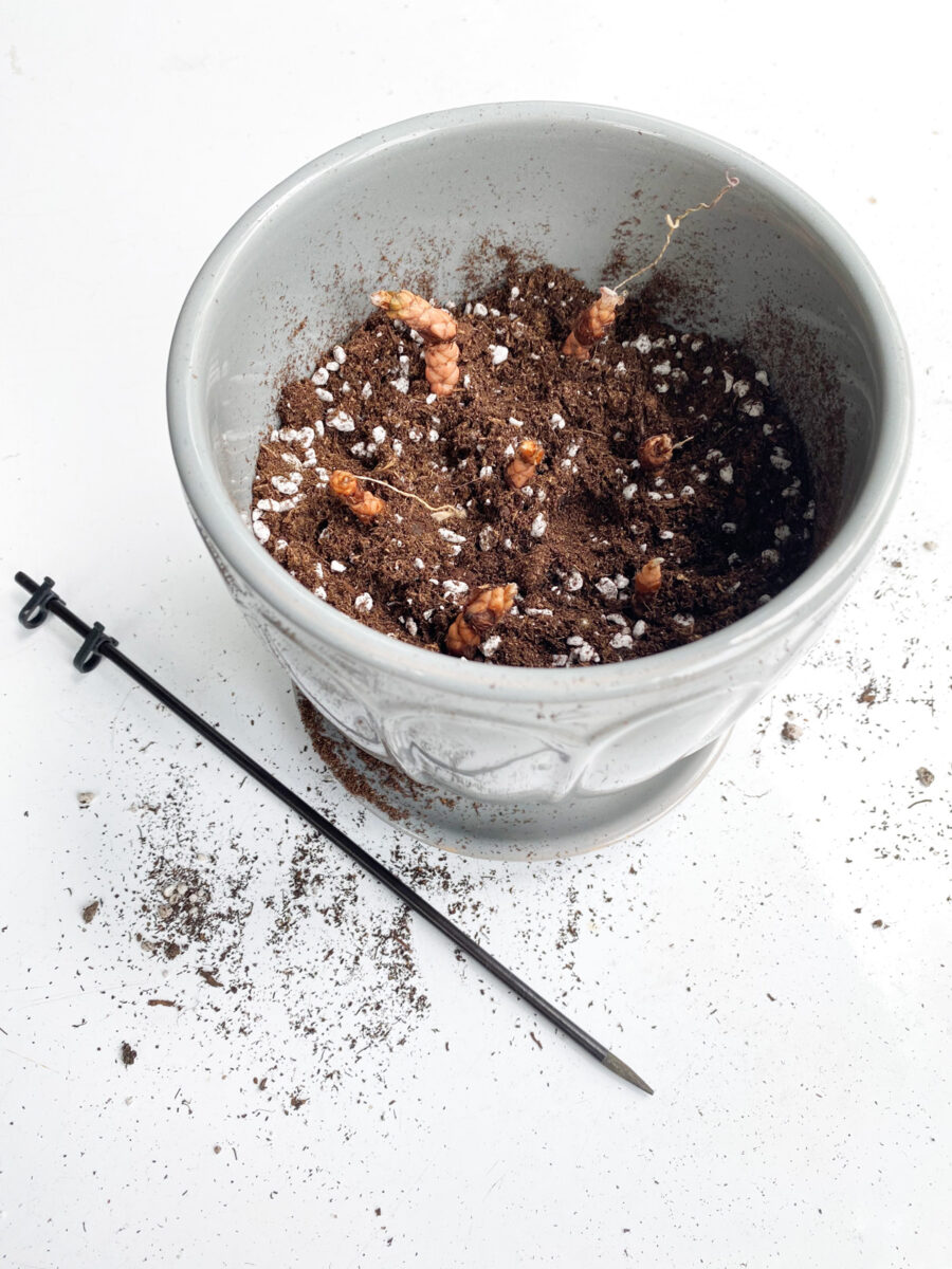 How to Plant Oxalis Bulbs (Corms) Easy Guide With Photos