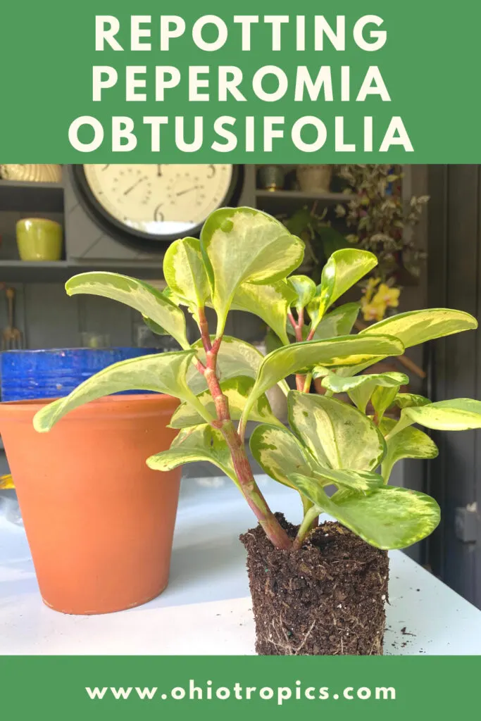 repotting-peperomia-obtusifolia