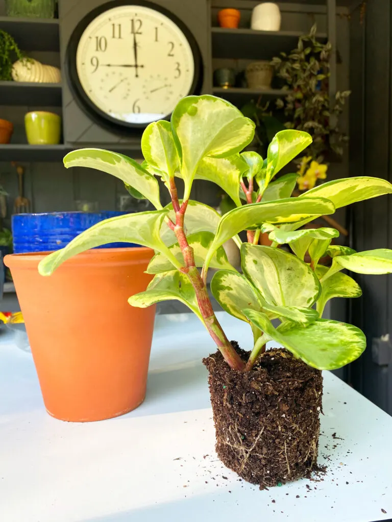 repotting-peperomia-obtusifolia