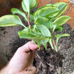 Repotting Peperomia Obtusifolia: 3 Simple Steps (w/ photos) repotting-peperomia-obtusifolia