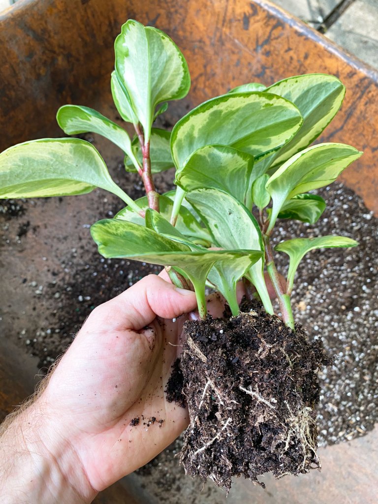 repotting-peperomia-obtusifolia