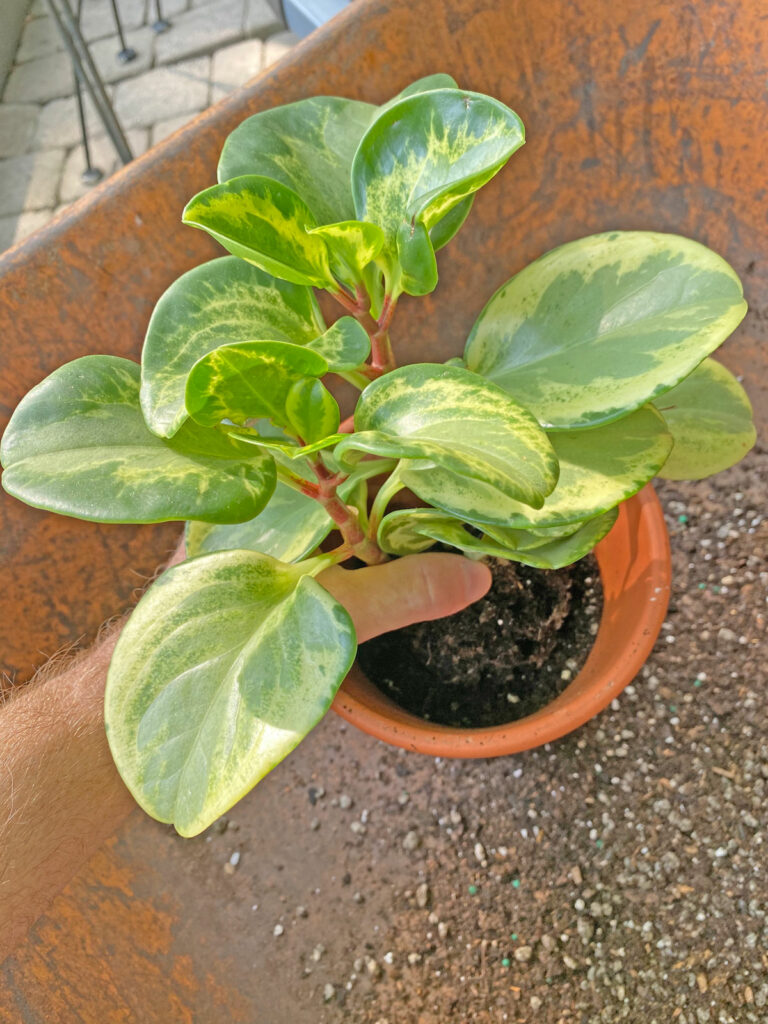 repotting-peperomia-obtusifolia