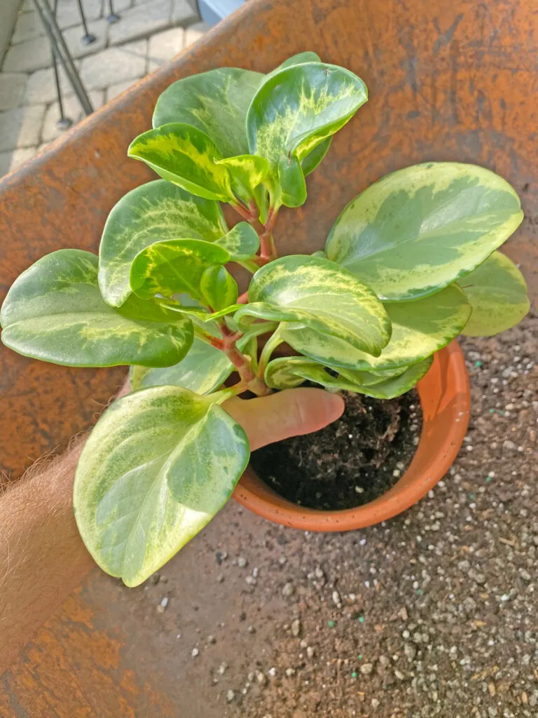 repotting-peperomia-obtusifolia