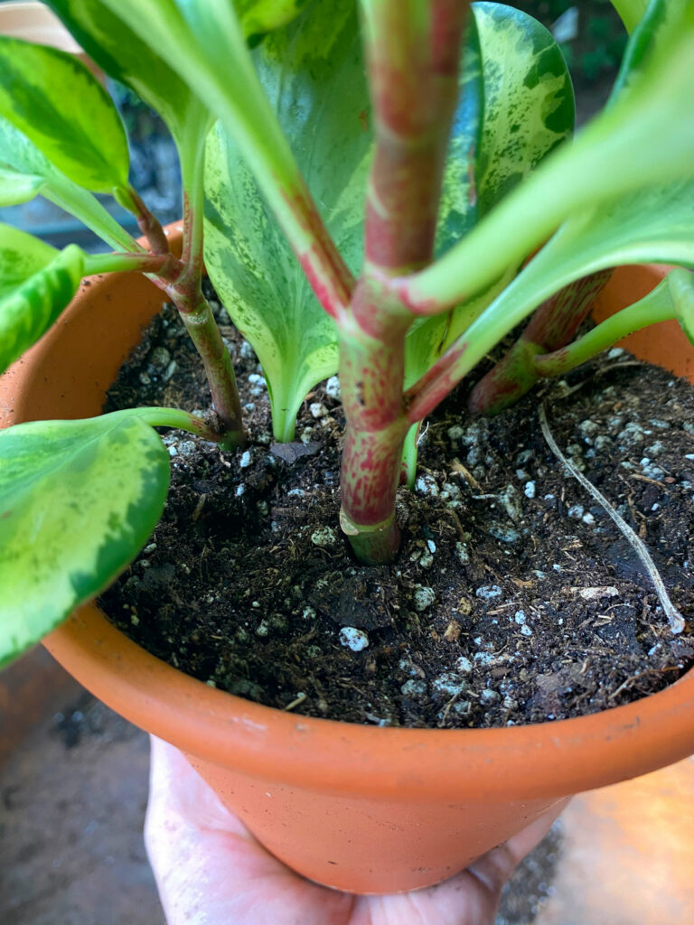 repotting-peperomia-obtusifolia