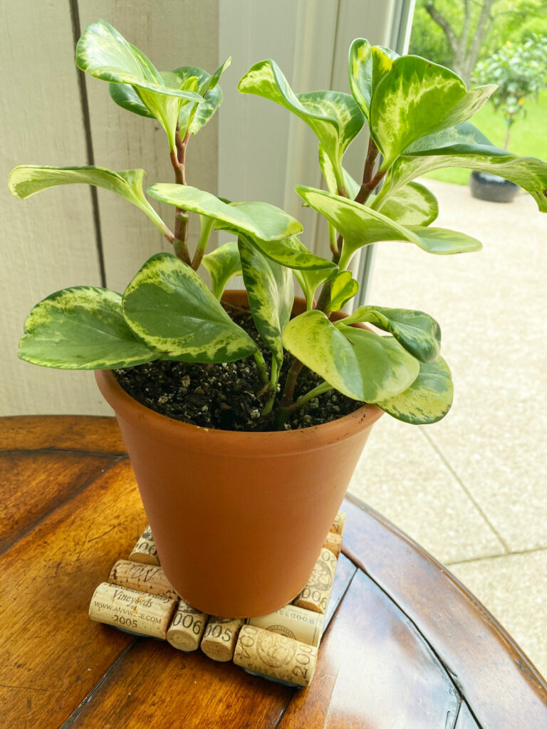 repotting-peperomia-obtusifolia