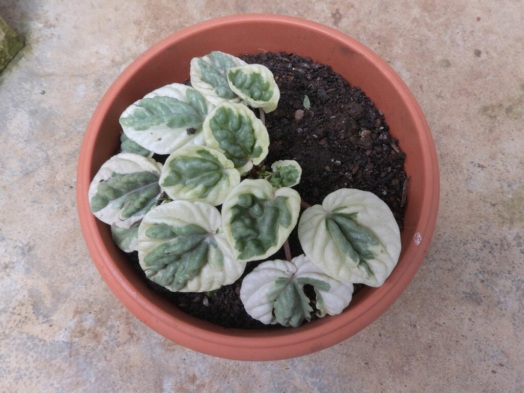 peperomia-caperata-variegata