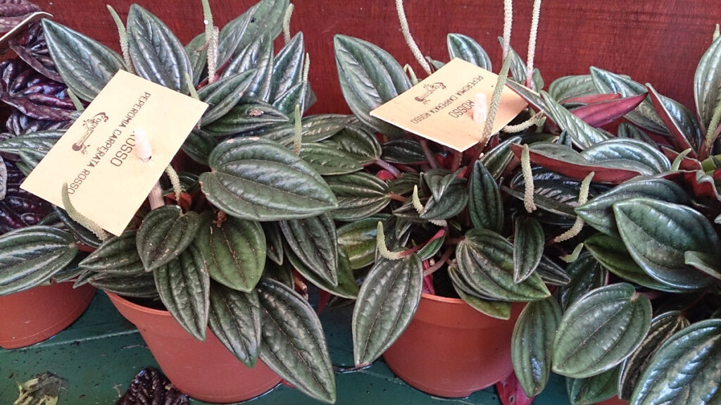 peperomia-caperata-rosso