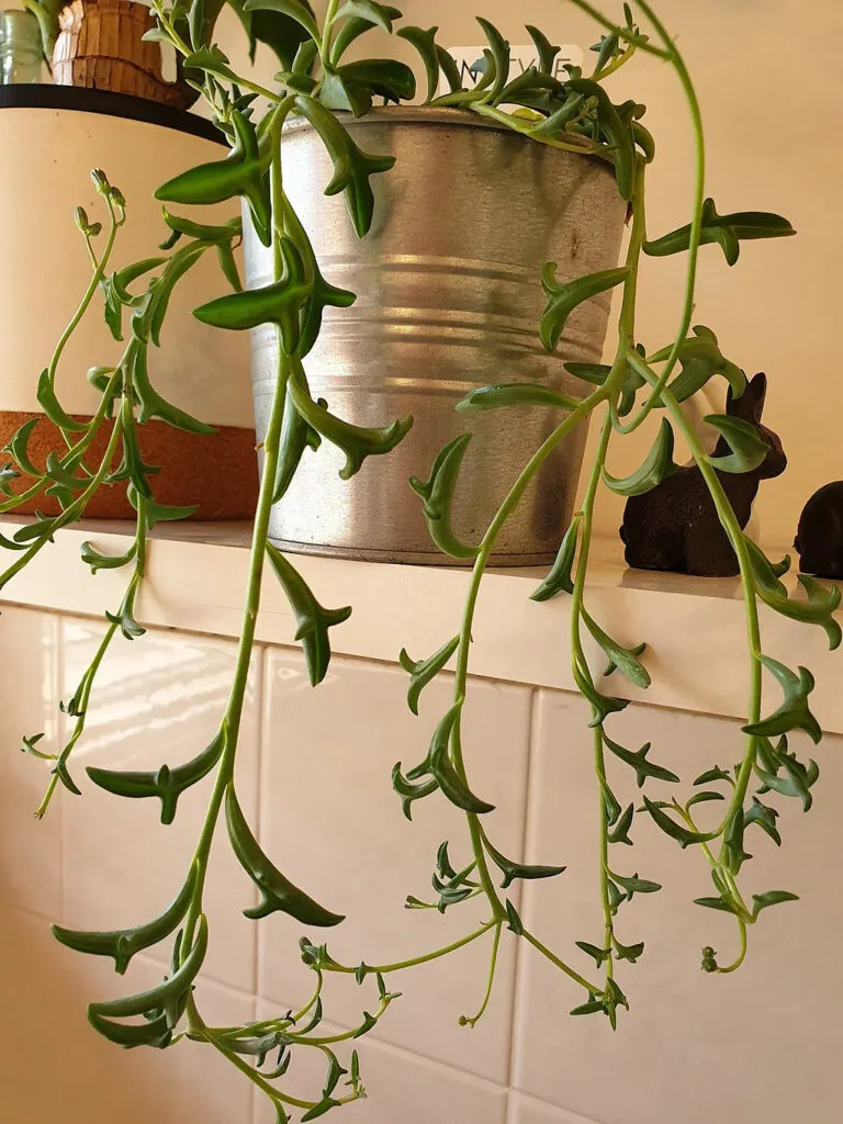 string-of-dolphins