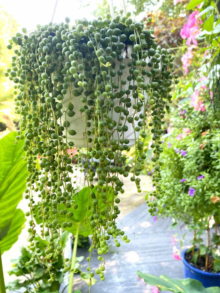 string-of-pearls